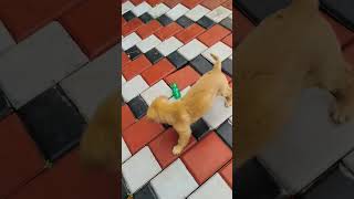 Bellas favourite toyplastic bottle🍶🍾 trending cute doglover pets youtubeshorts fyp shorts [upl. by Yllut]