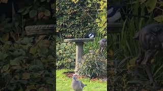 Bit of a Mouthful  Magpies feeding [upl. by Ttenneb424]