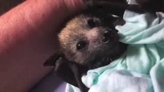 Baby bat licks What a tongue [upl. by Einhpets961]