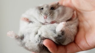 How Are My Hamsters [upl. by Cora]