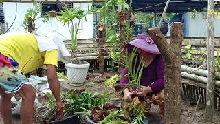 How to attach Orchids on a Caimito Tree Trunk [upl. by Lerret]