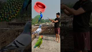 Rounding Handi to Duck Peacock Pigeon amp Parrot  Birds names magic video [upl. by Franzen]