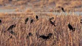 RedWinged Blackbirds at Bitter Lake NWR Roswell New Mexico [upl. by Mcdonald562]