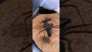 Phrynus pseudoparvulus Amblypygi  Whip spider fighting [upl. by Leftwich]