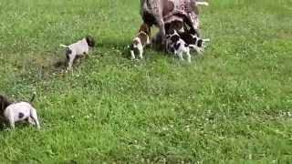 German Shorthaired Pointer Puppies For Sale [upl. by Uhn]