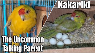 Kakariki Parrot  Uncommon Pet  Talking Parrot  Care amp Breeding Tips  All About Pets Hindi [upl. by Gnuoy]