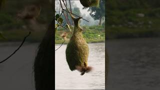 Weaver Making Nest 🕊️  Wildlife Photography  shorts wildlifephotography [upl. by Oremodlab]