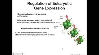 Eukaryotic Gene Expression [upl. by Celestia443]