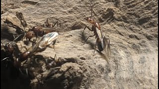 Camponotus nicobarensis Eine typische Einstiegsart für exotische Ameisen [upl. by Buiron]