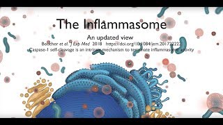 The inflammasome signalling pathway updated [upl. by Haropizt833]