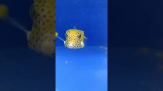 Cubicus Boxfish  Ostracion cubicus shorts liveaquaria [upl. by Sherrod]