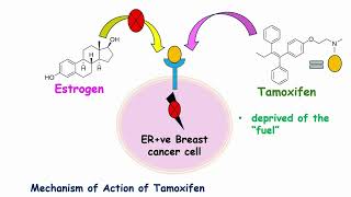 How Tamoxifen Breast Cancer Drug Works Mechanism of Action Explained [upl. by Lessur]