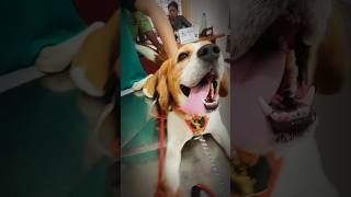 Grooming Beagle Dog Breed pets dog dogbreed viralvideo doglover cute yourpet [upl. by Francine]