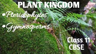 Pteridophytes amp Gymnosperms Chapter 3Plant Kingdom Class 11 CBSE Biology [upl. by Oicnedurp]