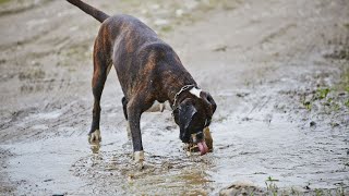 Ear Infections in Boxers Causes Prevention amp Treatment [upl. by Yawnoc797]