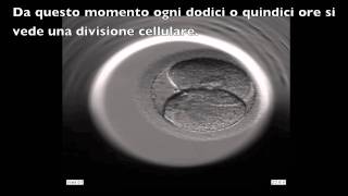 INSTITUT MARQUÈS  Sviluppo di un embrione umano visto con lEmbryoscope [upl. by Attevaj883]