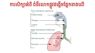 ការសិក្សាអំពីជំងឺ Infection Des Voie Respiratiore Superieur [upl. by Croydon]