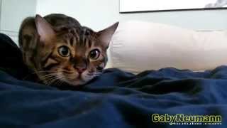 Lustige Videos Zum Totlachen  Lustige Katzen Videos 2014  Witzige Katzen 36 [upl. by Earas]