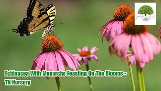 Echinacea With Monarchs Feasting On The Blooms  TN Nursery [upl. by Naig]