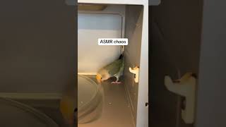 She swooped in and didn’t wanna come out funnyanimals birds funnypets cuteanimals cutepets [upl. by Oznofla589]