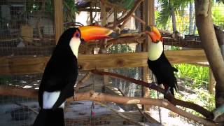 Socializing Toco Toucans  Second Meeting [upl. by Elletsyrk]