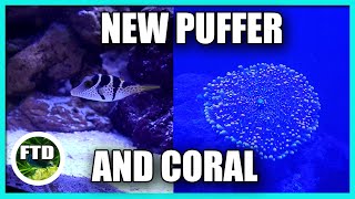 New Saltwater Puffer Fish New Corals 75 Gallon Saltwater Reef Update [upl. by Pietrek]