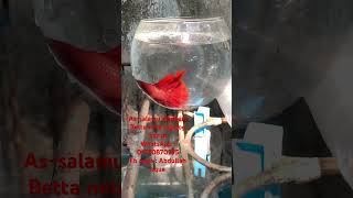 Fire red betta fish [upl. by Anitnatsnok]