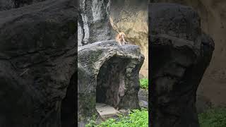 紅猴Patas MonkeyTaipei Zoo [upl. by Carthy537]