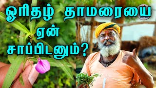 ஓரிதழ் தாமரையை ஆண் பெண் எதற்காக சாப்பிட வேண்டும்  orithal thamarai benefits tamil  Tamil nalam [upl. by Weinstock76]