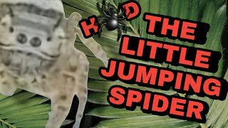 THE LITTLE JUMPING SPIDERHD [upl. by Aicetel]