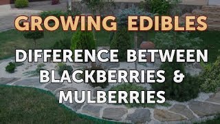 Difference Between Blackberries amp Mulberries [upl. by Vokay477]