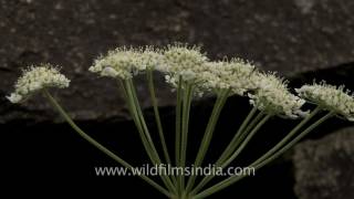 Heracleum nepalense Nepal Hogweed [upl. by Janerich81]