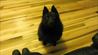 My schipperke knows what he wants [upl. by Hoebart829]