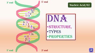 2 DNAStructure Types Properties  Molecular Biology  Biochemistry  NJOY Biochemistry [upl. by Valentino]