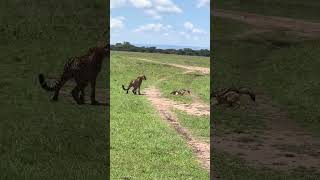 Two Tigers vs Jackal Wild Predator Clash 🐅🦊 BigCatsVsJackal WildlifeBattle [upl. by Dex]