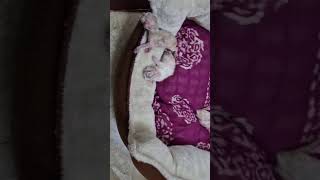 🥰Kittens and kisses COCO with siblings Home is where the cat is pets cat kitten meow shorts🥰 [upl. by Virgil]