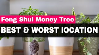 Feng Shui Money Tree  Best amp Worst Locations [upl. by Tillford]