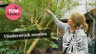 Vlinderstruik snoeien  eind maart begin april  Tuinseizoen [upl. by Antoinetta]