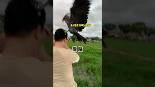 Outdoor parrot release parrot Xiaobai bird walking macaw release [upl. by Ahsie]