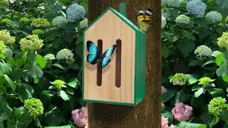 Little Butterfly House  CD539 [upl. by Adaner]