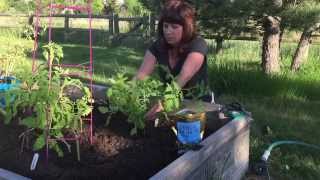 Transplanting Tomatoes amp Trifecta  Love Your Land [upl. by Aiyt818]