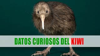 Kiwi Apteryx  Datos curiosos de animales [upl. by Lachman]