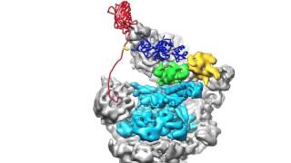 The Proteasome The Cells Trash Processor in Action [upl. by Ashla]