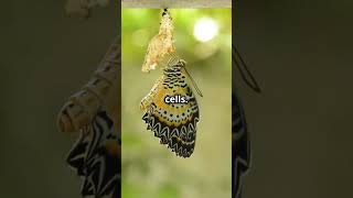 How Butterflies Remember Their Caterpill facts planetsains education [upl. by Kenaz890]