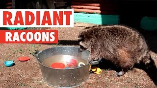 Radiant Raccoons  Funny Raccoon Video Compilation 2017 [upl. by Nirrat]