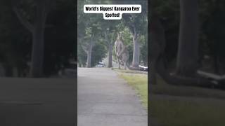 World biggest kangaroo wildlife animals nature shorts viral [upl. by Melisse]