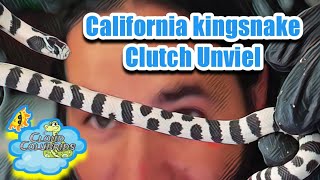 California kingsnake Clutch Unviel My Snake Collection 2022 [upl. by Ernaldus]