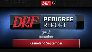 DRF Pedigree Report  Keeneland September 2019 [upl. by Mcguire544]