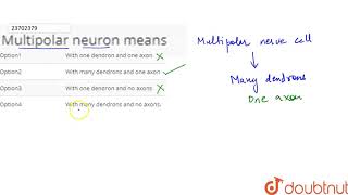 Multipolar neuron means [upl. by Lenhard802]