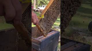 How to Split a Hive Without Needing to Locate a Queen [upl. by Krueger]